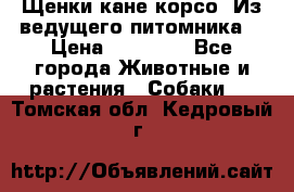 Щенки кане корсо! Из ведущего питомника! › Цена ­ 60 000 - Все города Животные и растения » Собаки   . Томская обл.,Кедровый г.